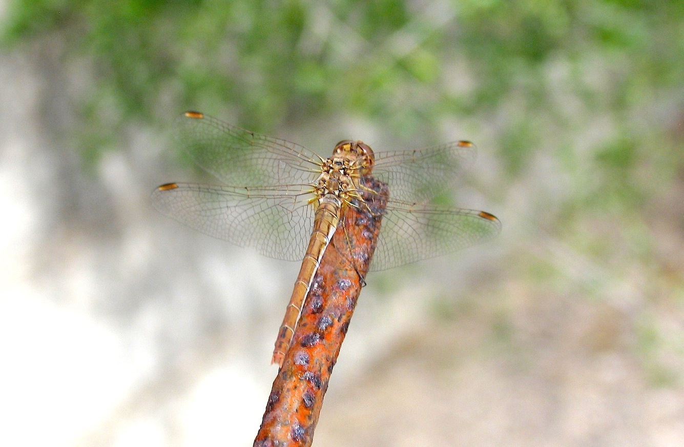 ID libellula 1: Sympetrum meridionale